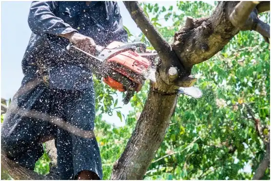 tree services Flintville